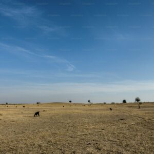 Nature Inspired Living Plot